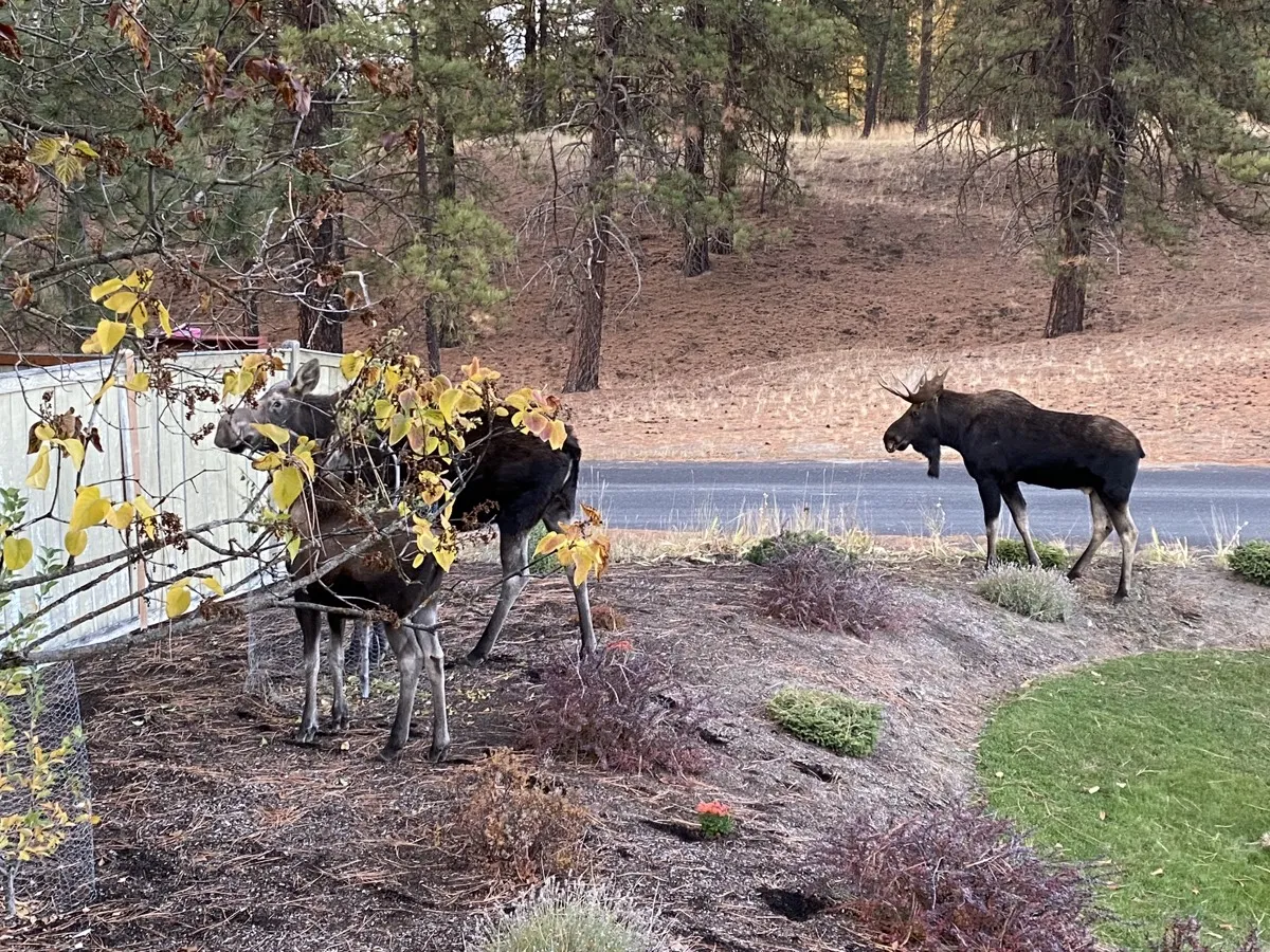 Mom and her calf nibble on one of our fruit trees and a large male hangs out nearby.