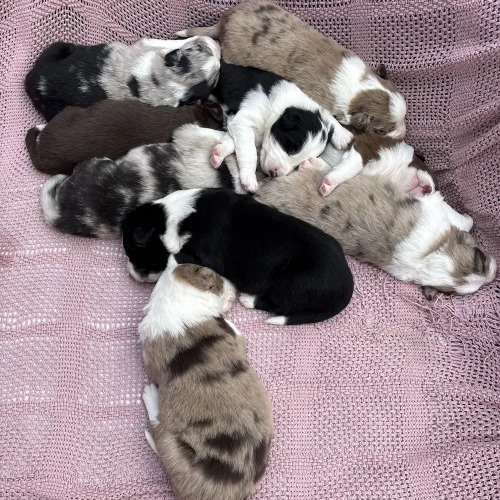 Litter of nine Australian Shepherd puppies.