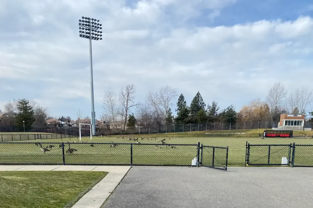 Roughly fifty Canada geese take over Luger Field!