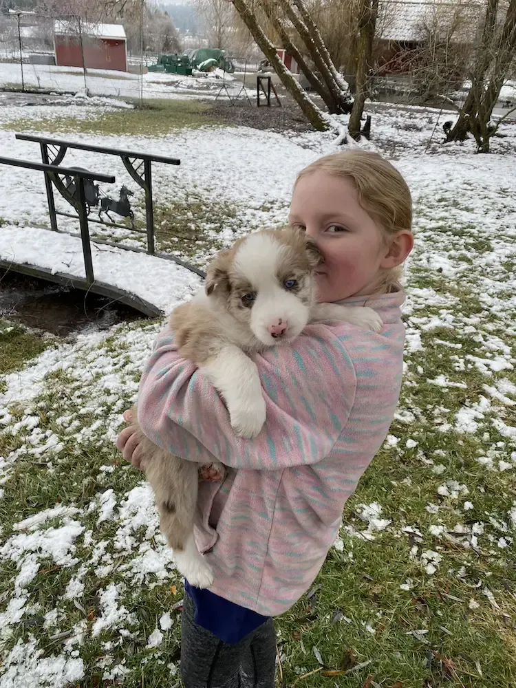 S holds our tan and white Australian Shepherd pup.