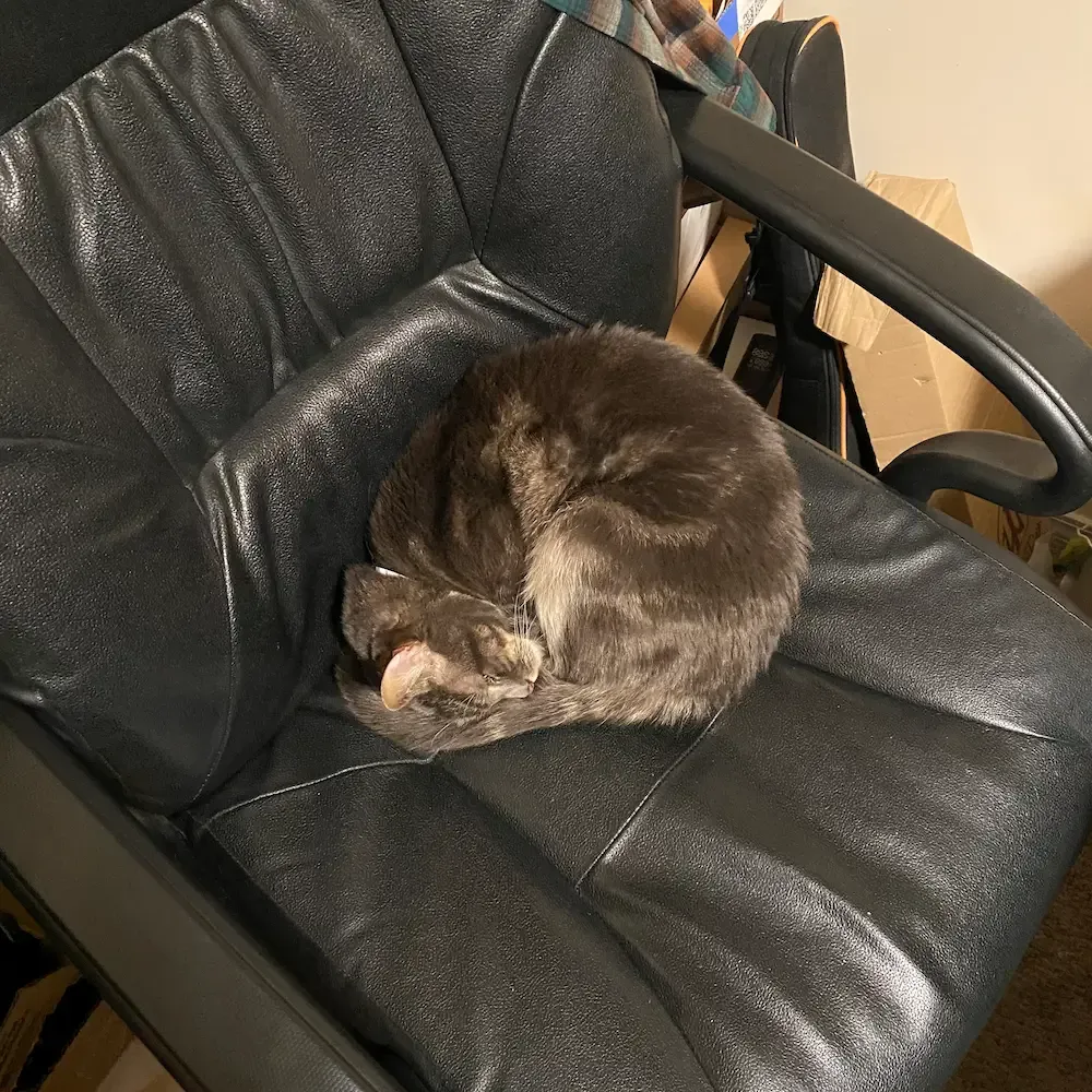 Sterling, curled up on my office chair.
