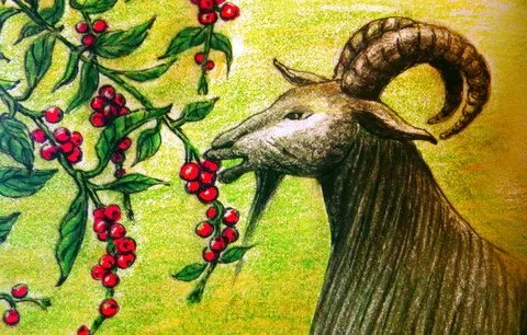 coffee goat