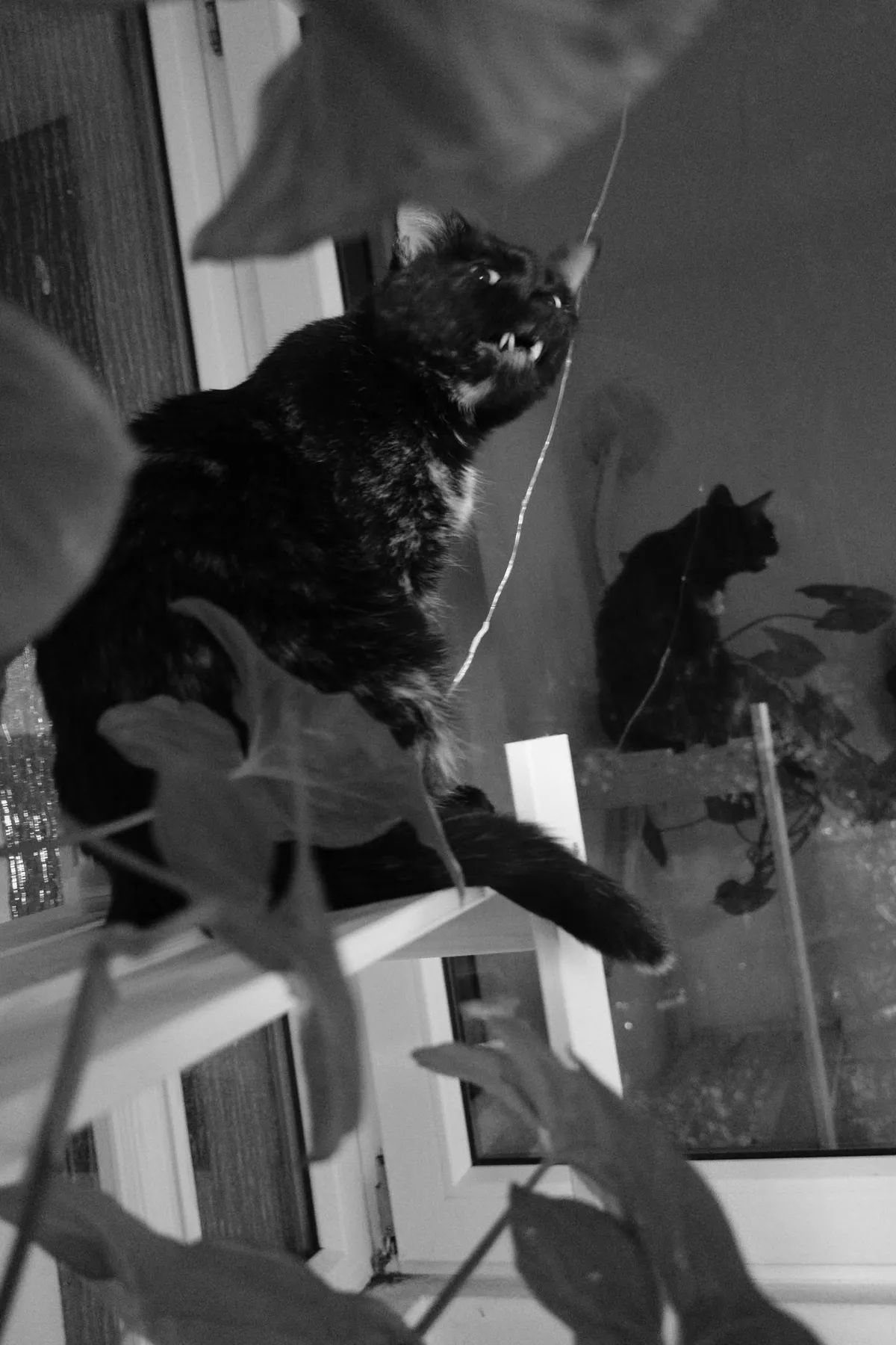B&W of my possessed cat