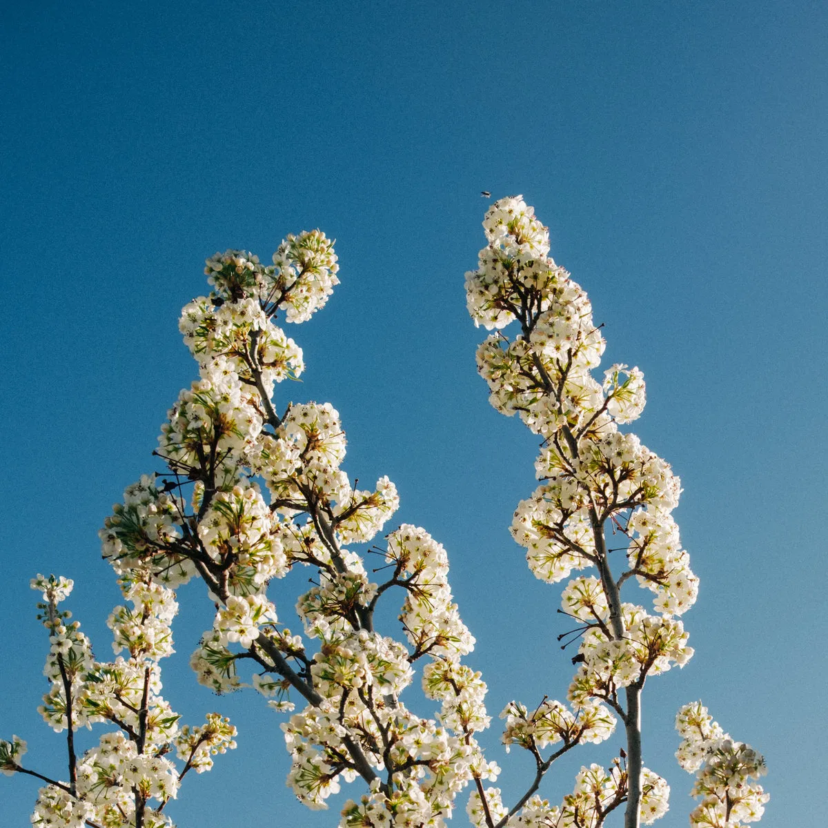 20260831-blog-music-disfiguringthegoddess-bloom