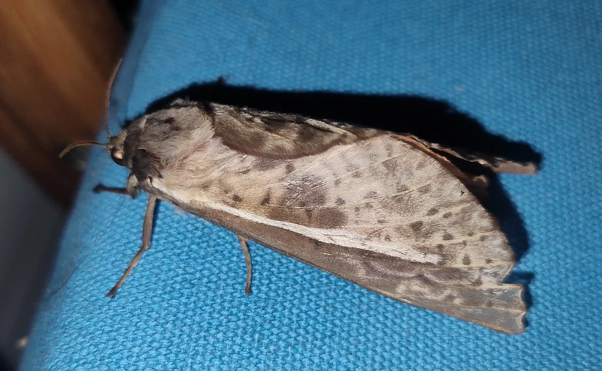 Oxycanus on a chair