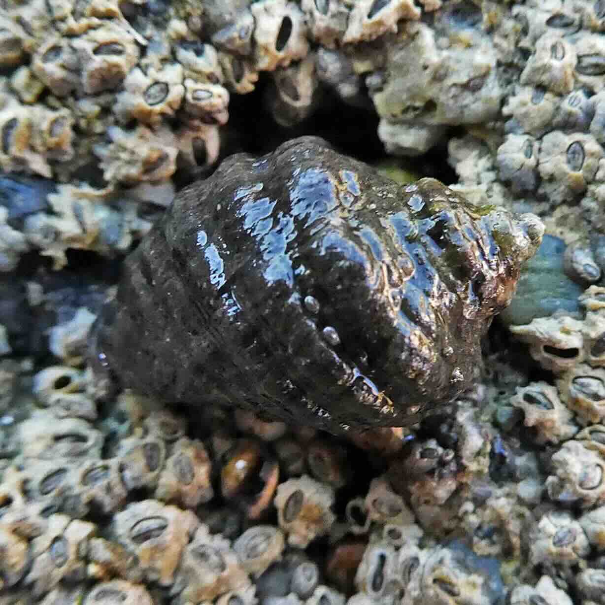 Thumbnail of a snail