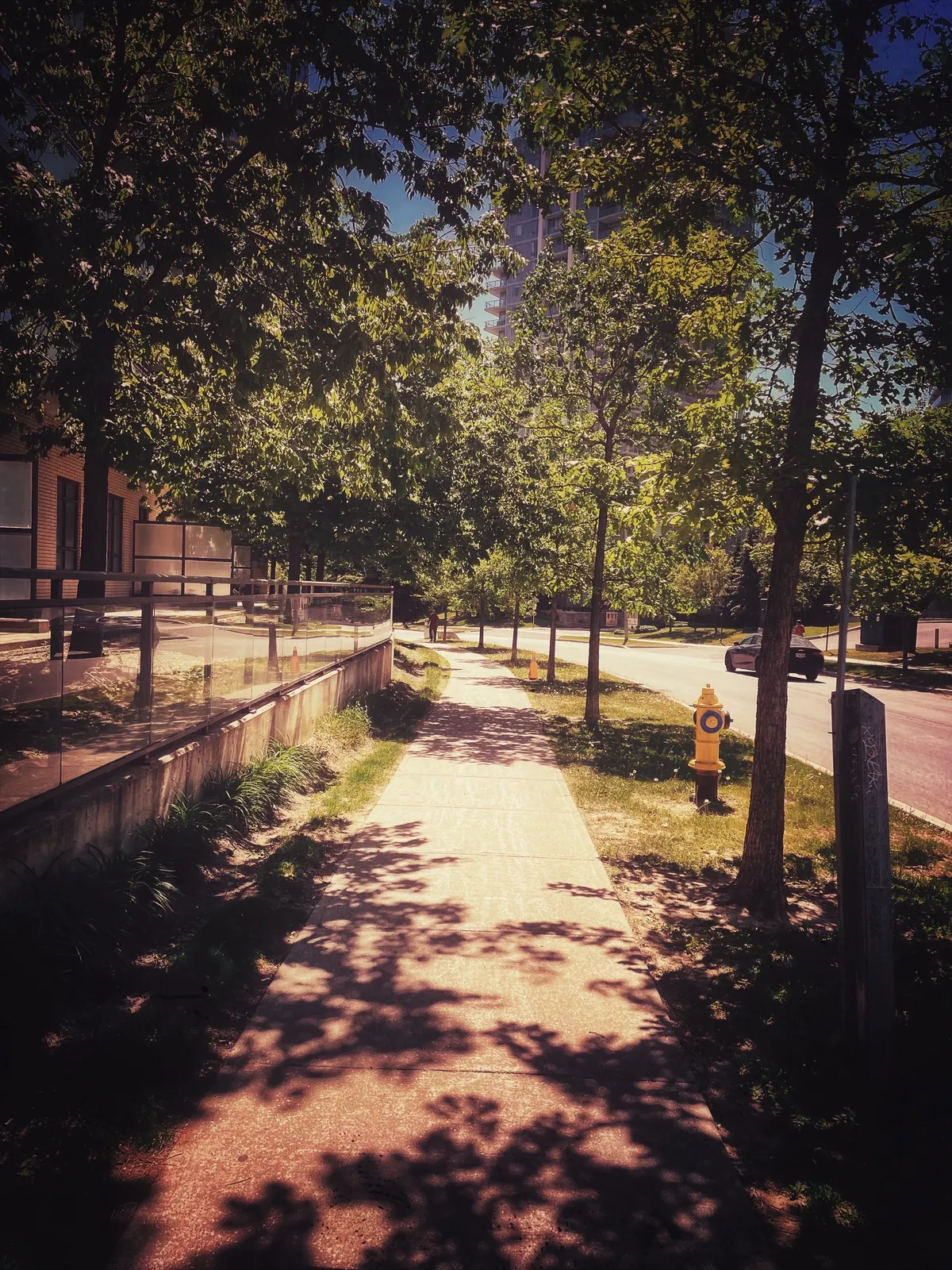 Noon Walk