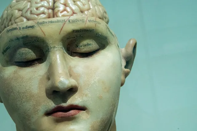 brain in head