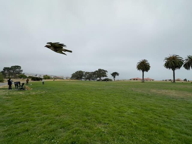 Cooper Hawk in SF