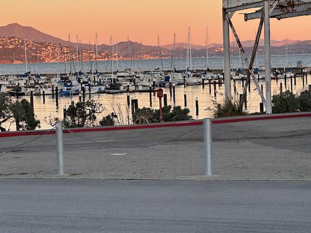 Coyote on the Waterfront
