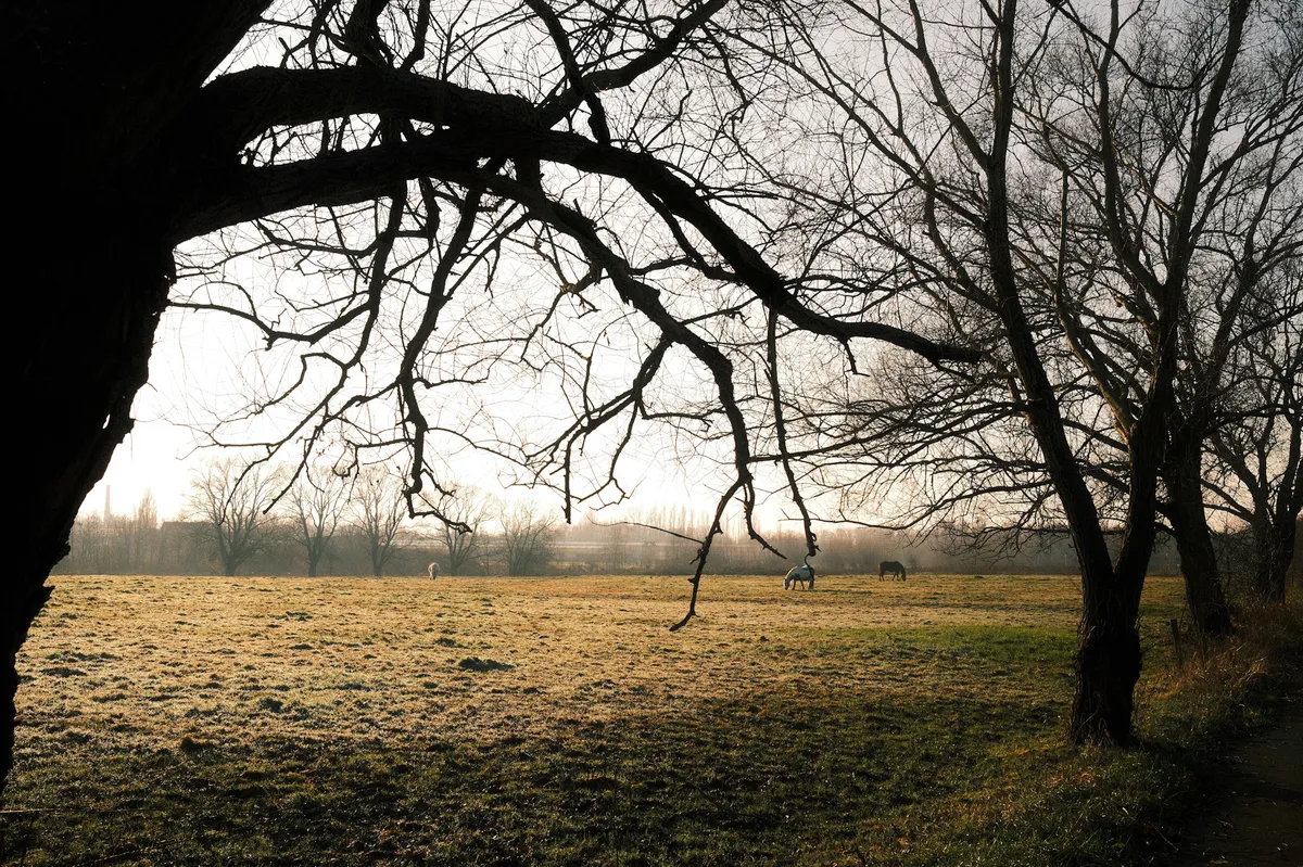 Trees