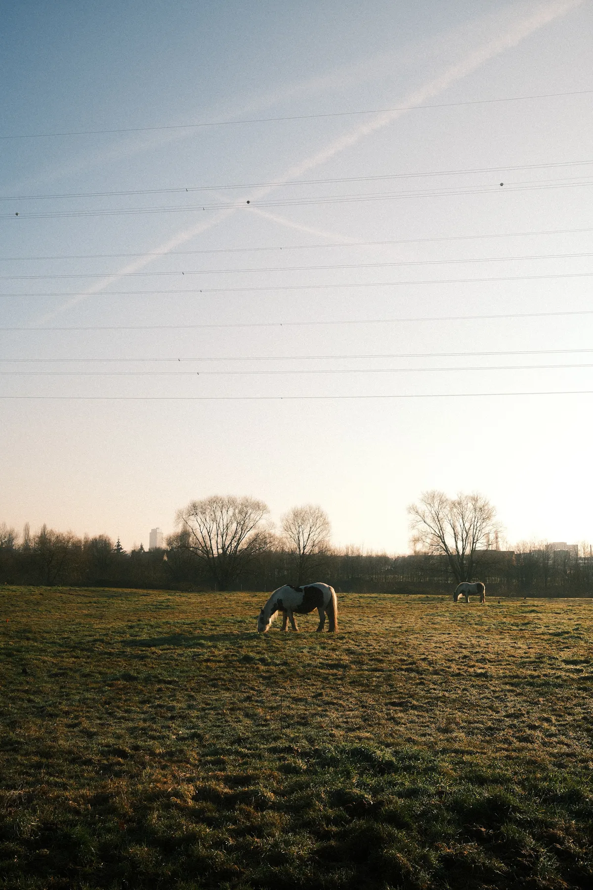 Horse