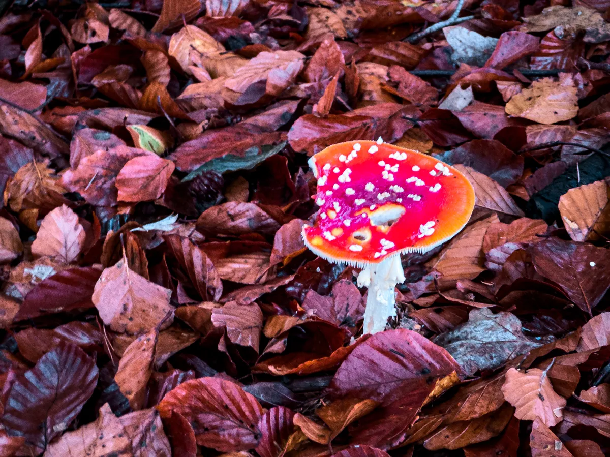 Mushroom from a forest walk
