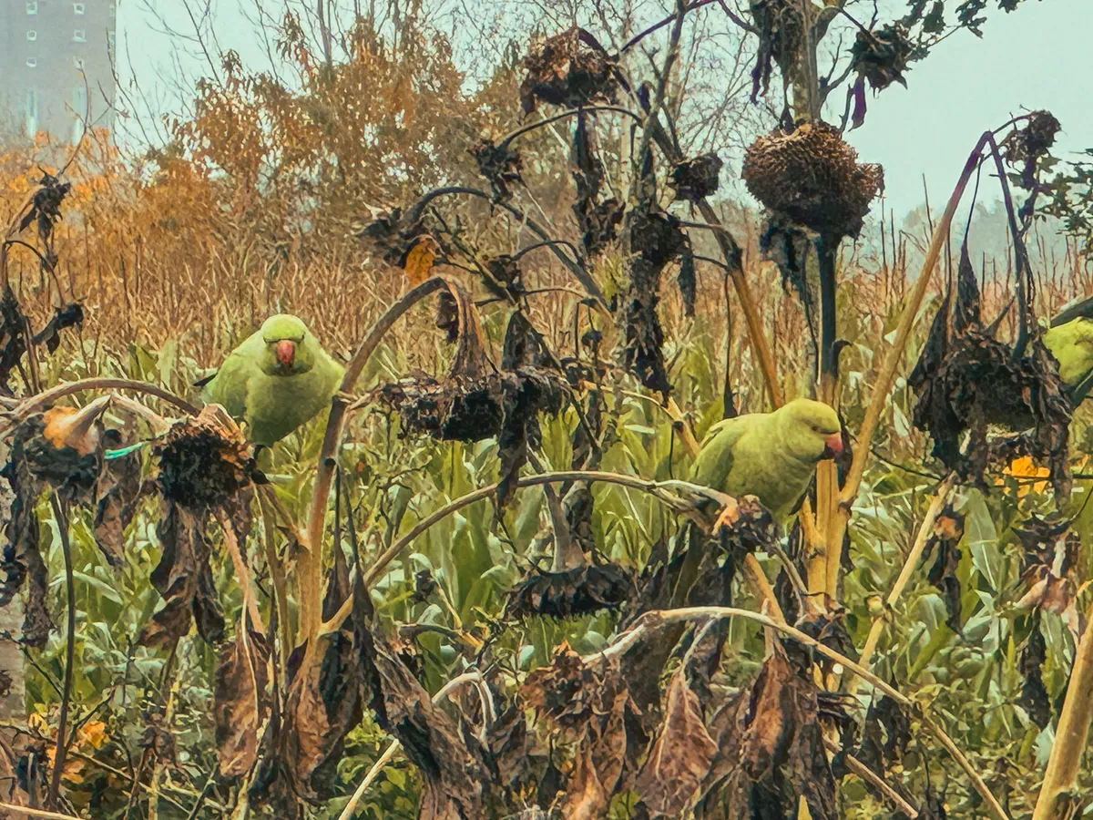 Parekeets on sunflowers
