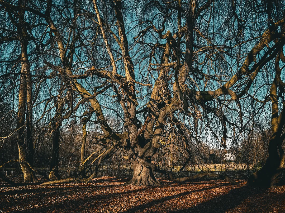 Tree