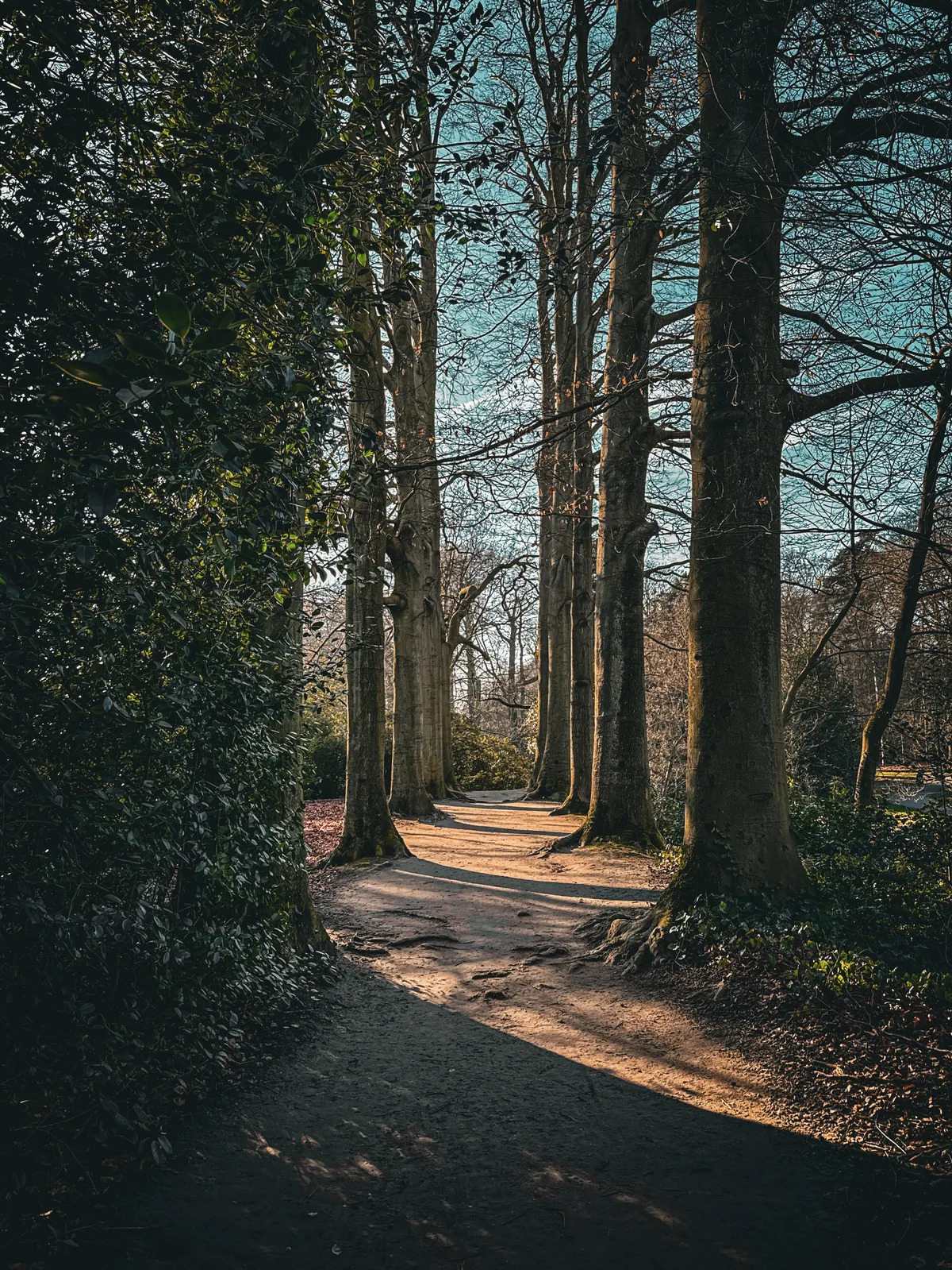 Path through the trees