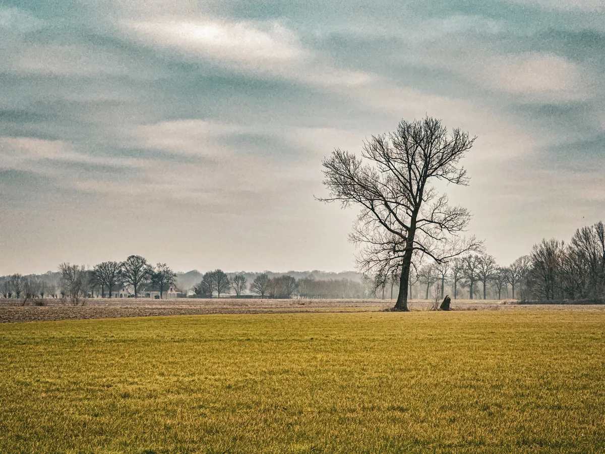 Lonely tree