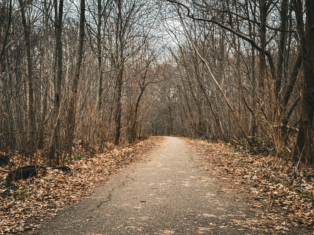 Road through the woods