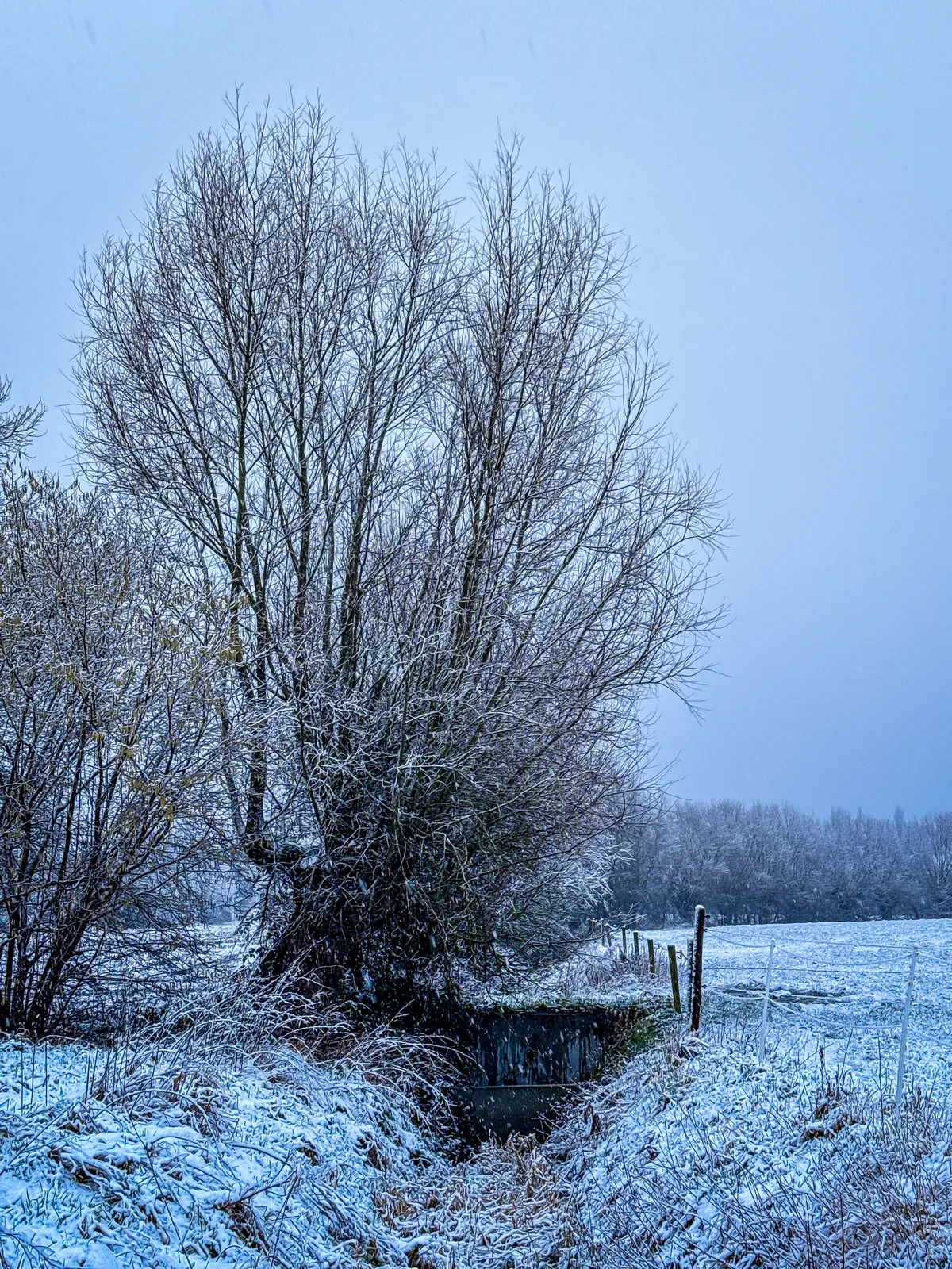 snowy landscape