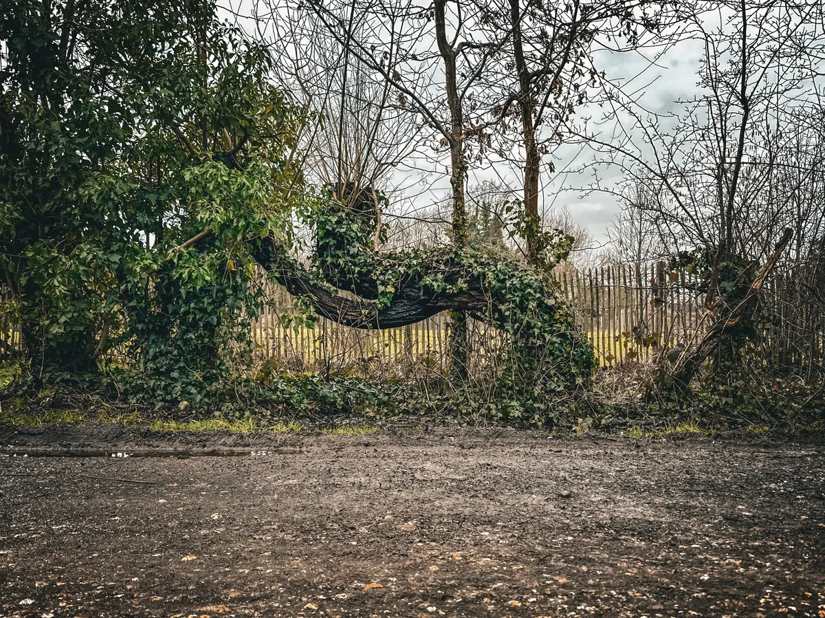 Crooked tree