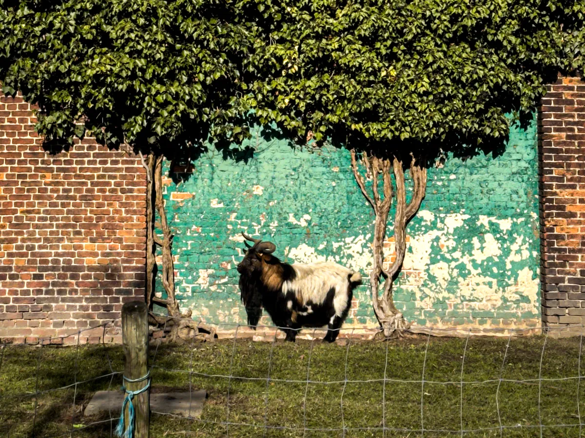 Goat enjoying the sun