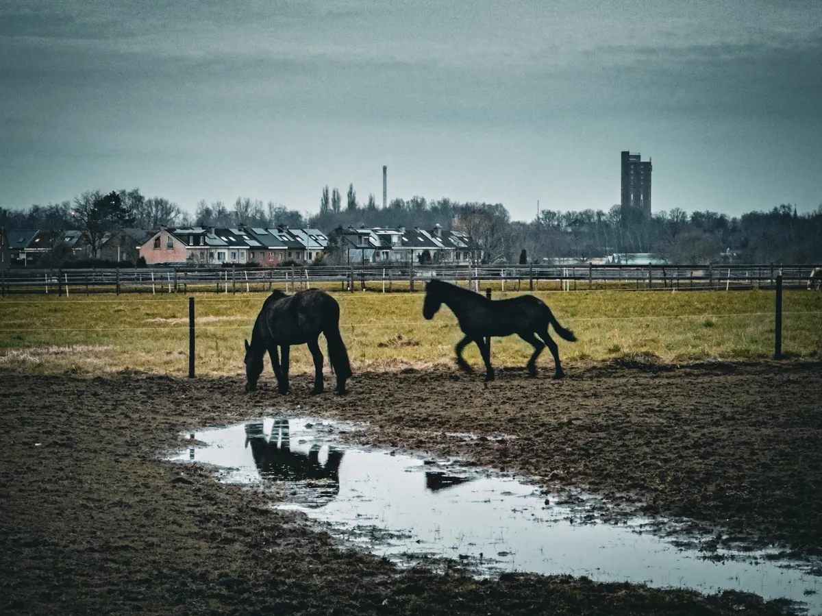 Horses