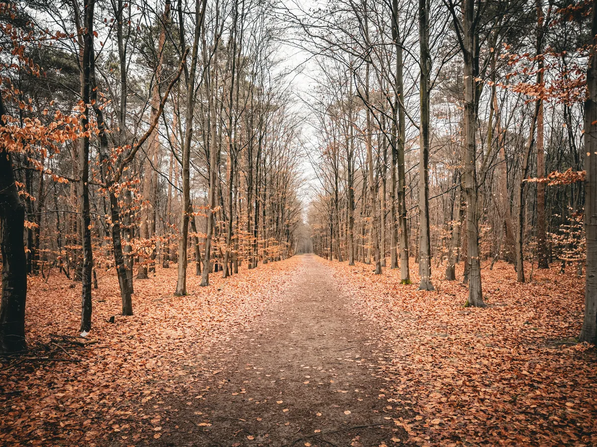 Path in the forest