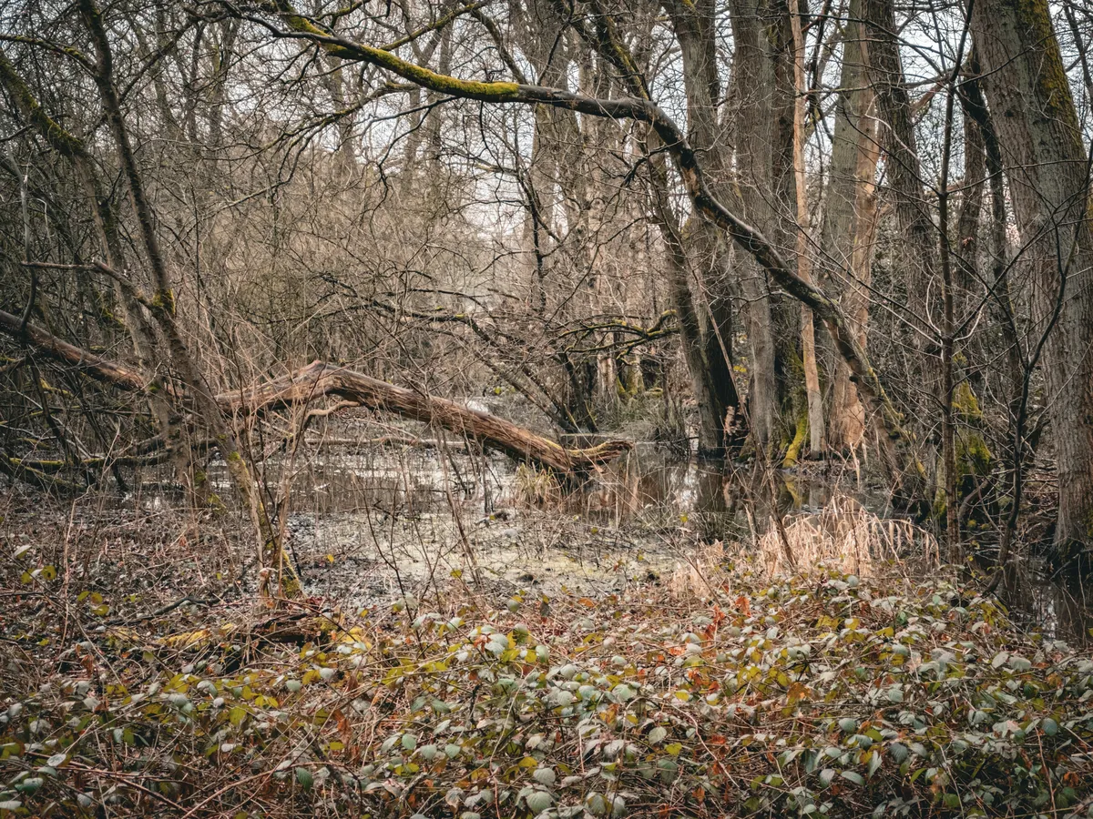 Swamp