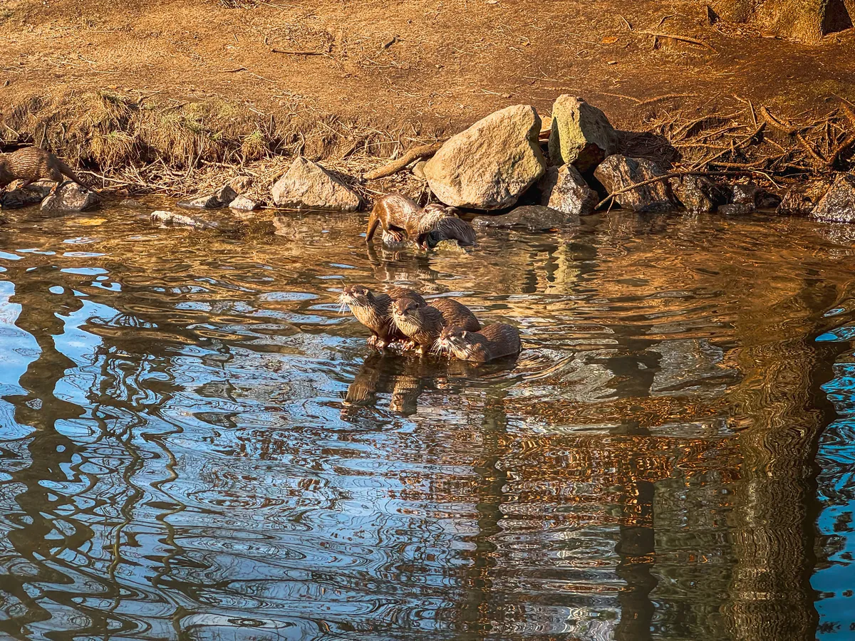Sea otters