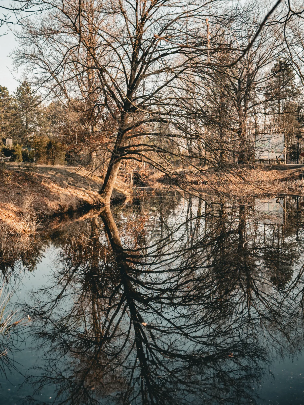 Tree at the pond reflection