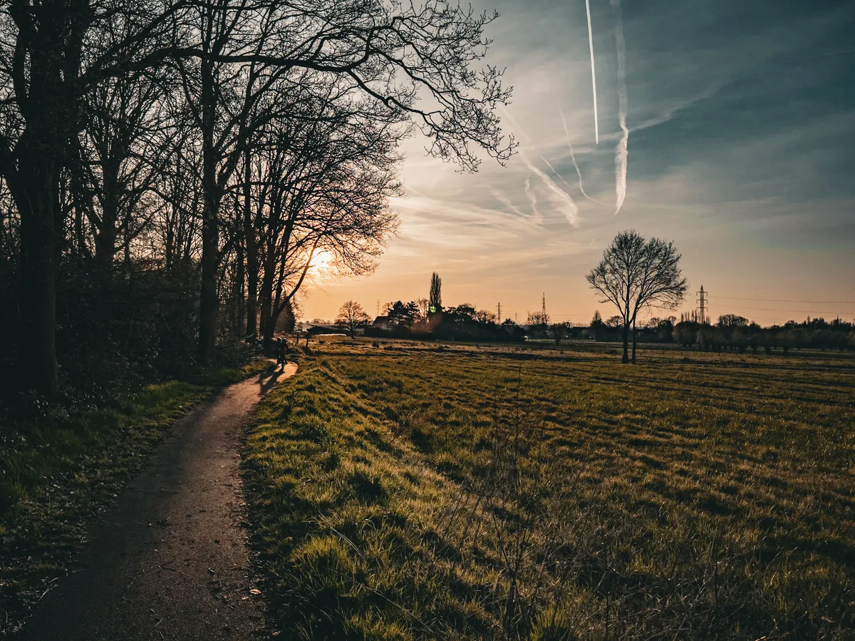 Path next to the forest