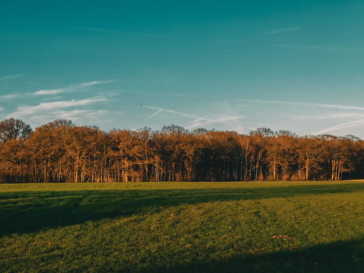 Woods in an orange glow