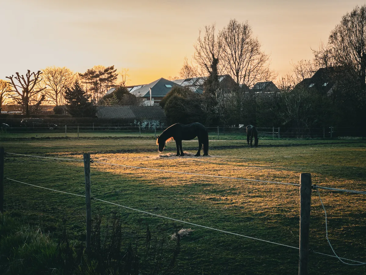 Horse in the spotlight
