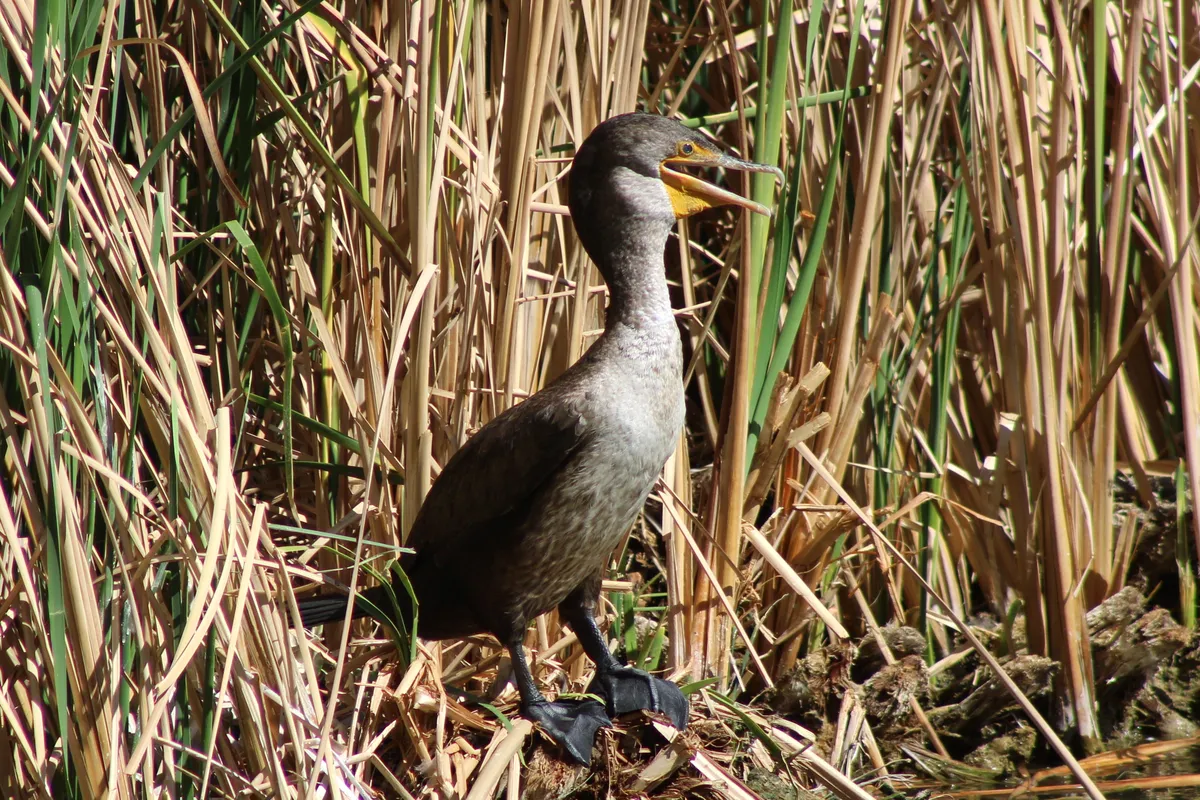 IMG_4877