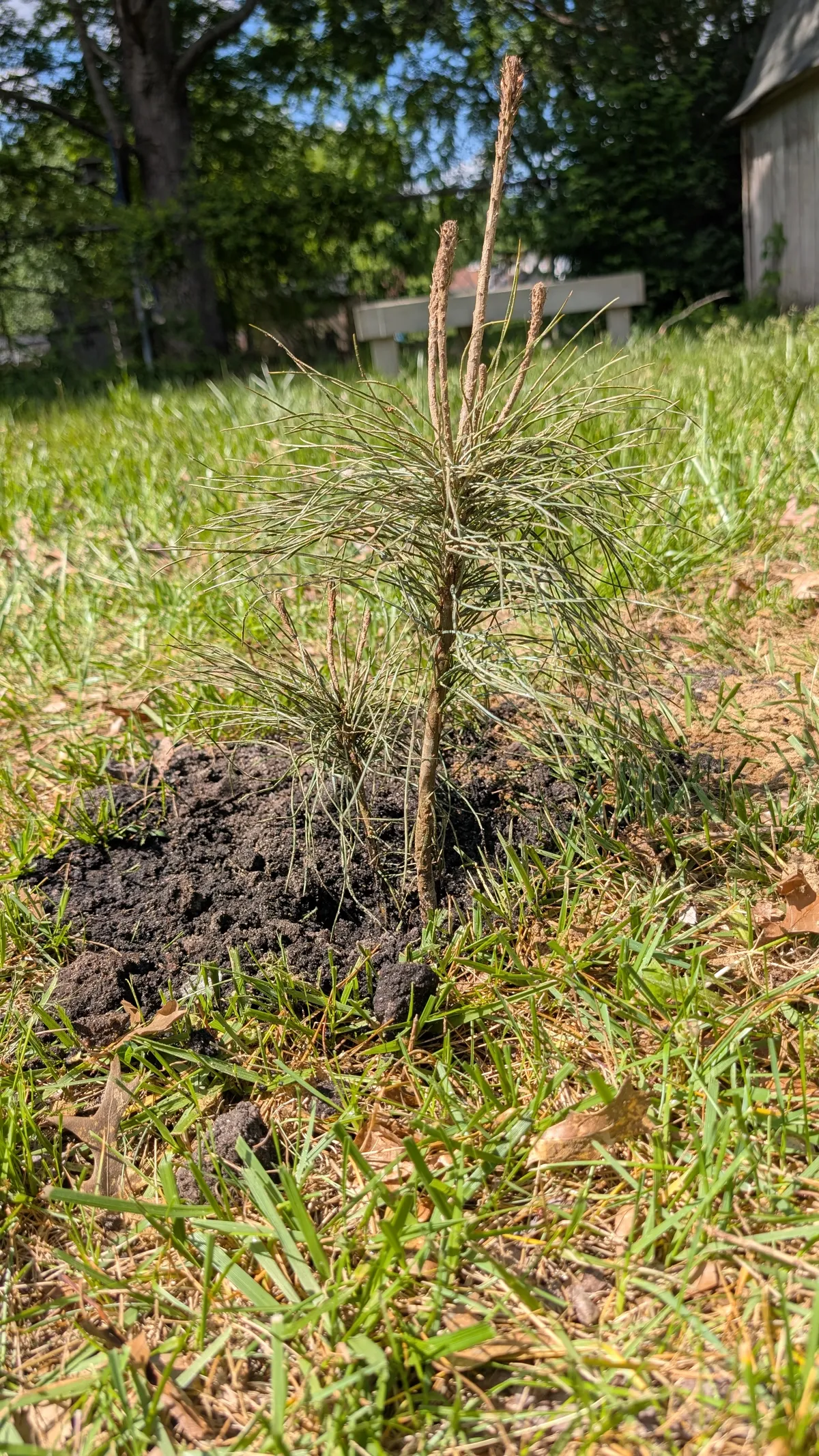 Our beautiful little White Pine sapling
