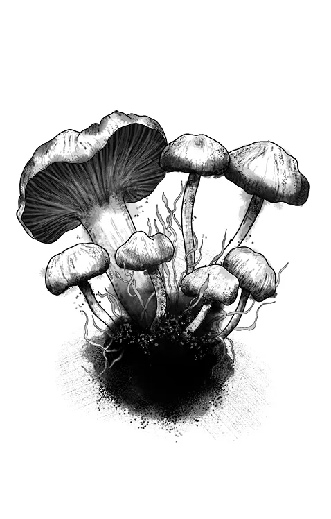 Mushrooms