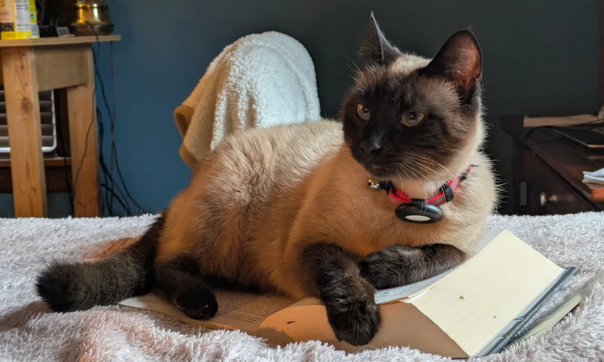 cat setting on book