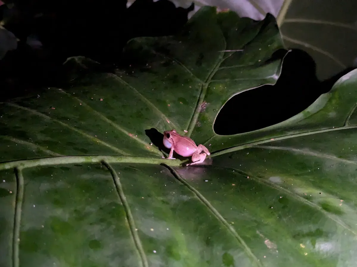 coqui