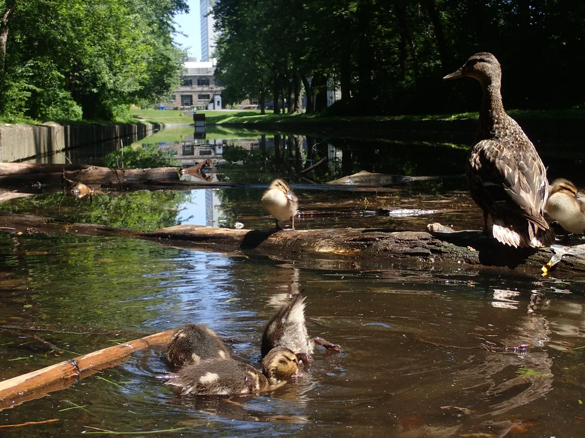 ducks at pond