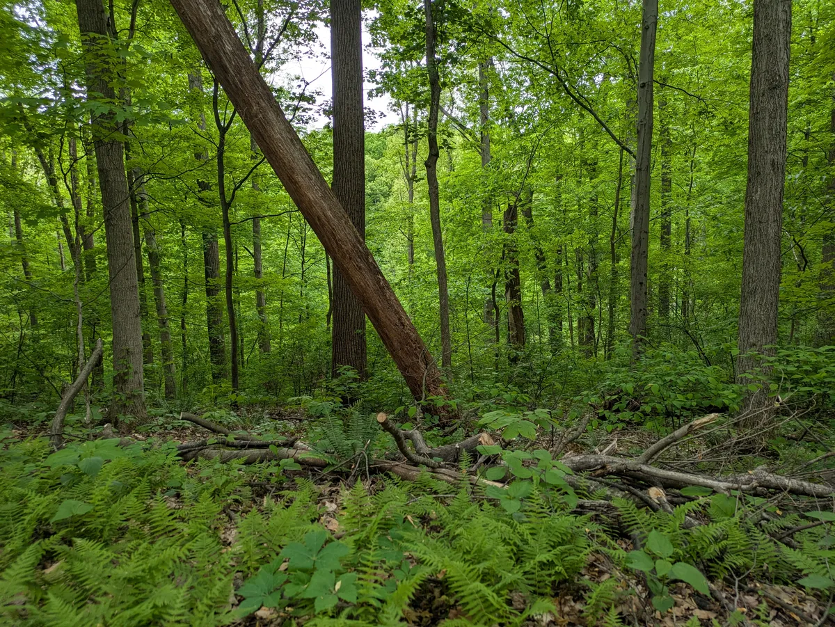 green woods wv
