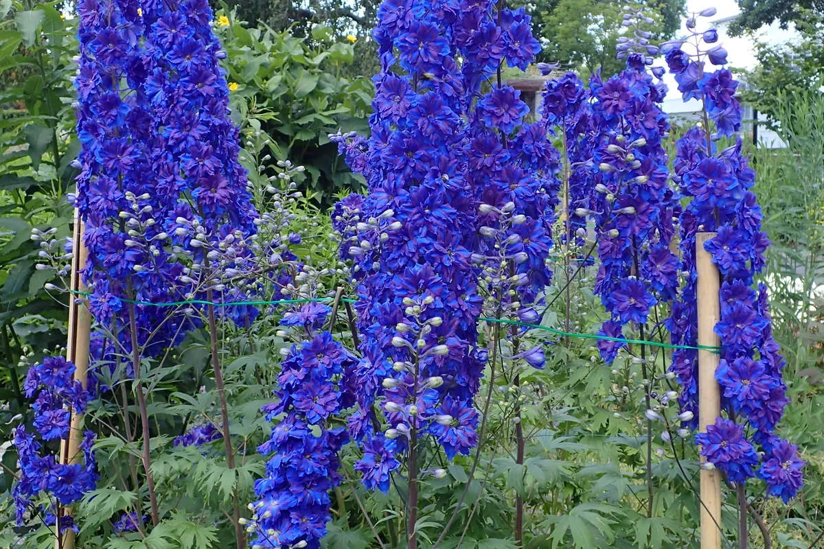 larkspur