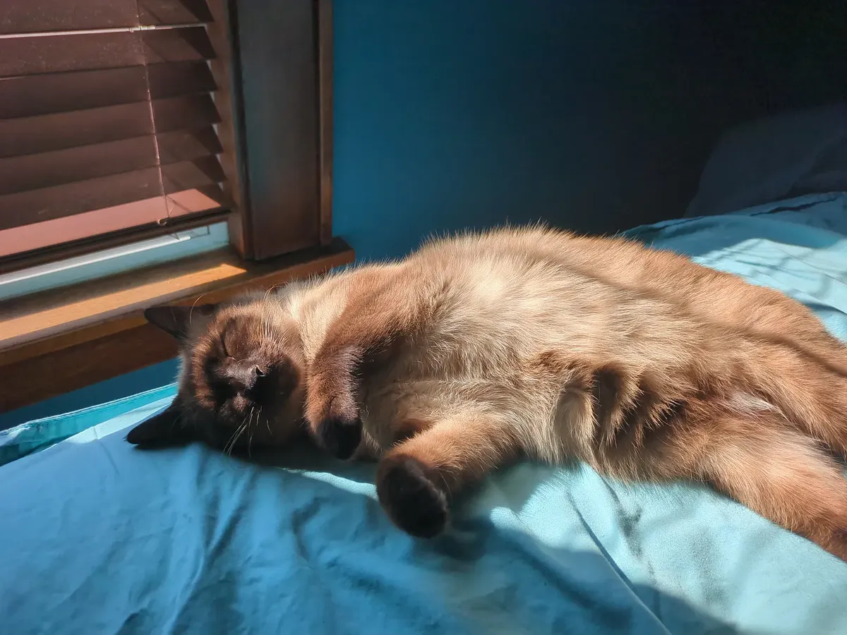 cat sleeping