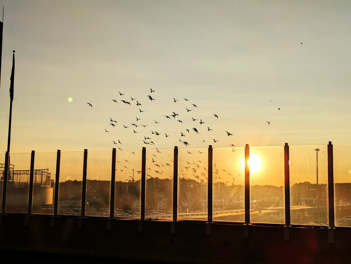 sunset birds airport