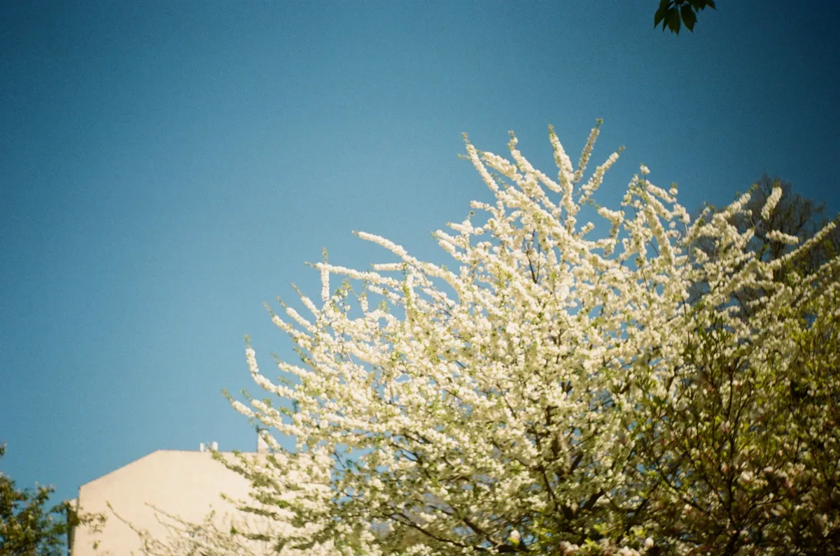 A scan of a film photograph of the upper half of a tree with white blossom against a blue sky