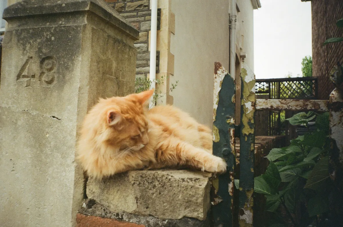 A photo of a stone pillar with the house number 48 carved into it, next to a wall. A ginger cat is laying on the wall, looking to the right.