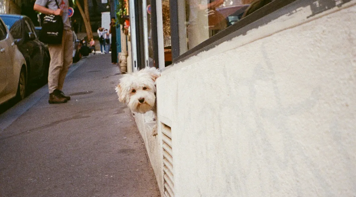 dog-cropped