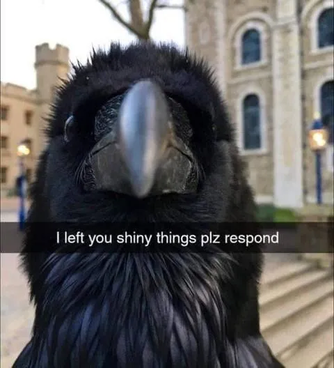 crow