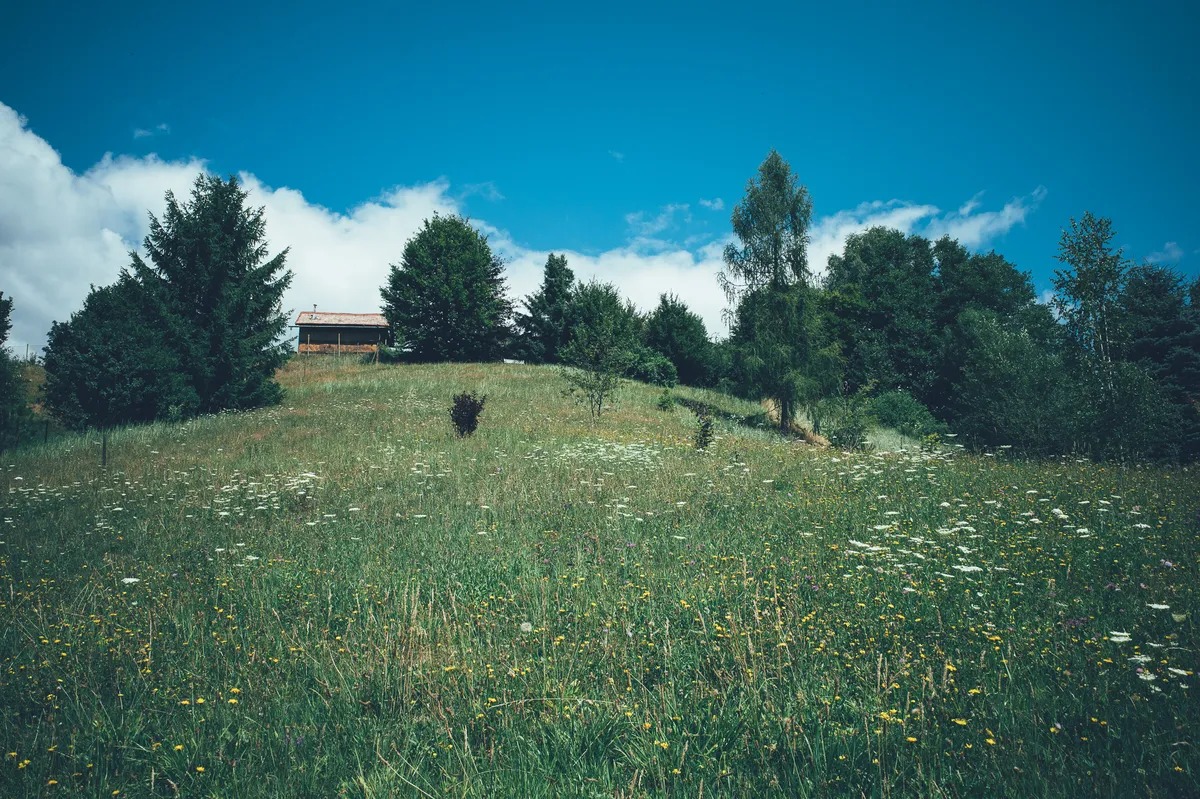 bobo-7