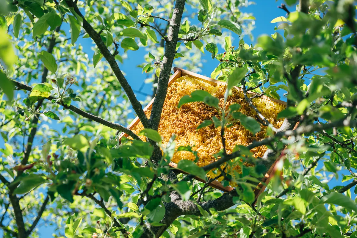 A honeycomb placed on a tree