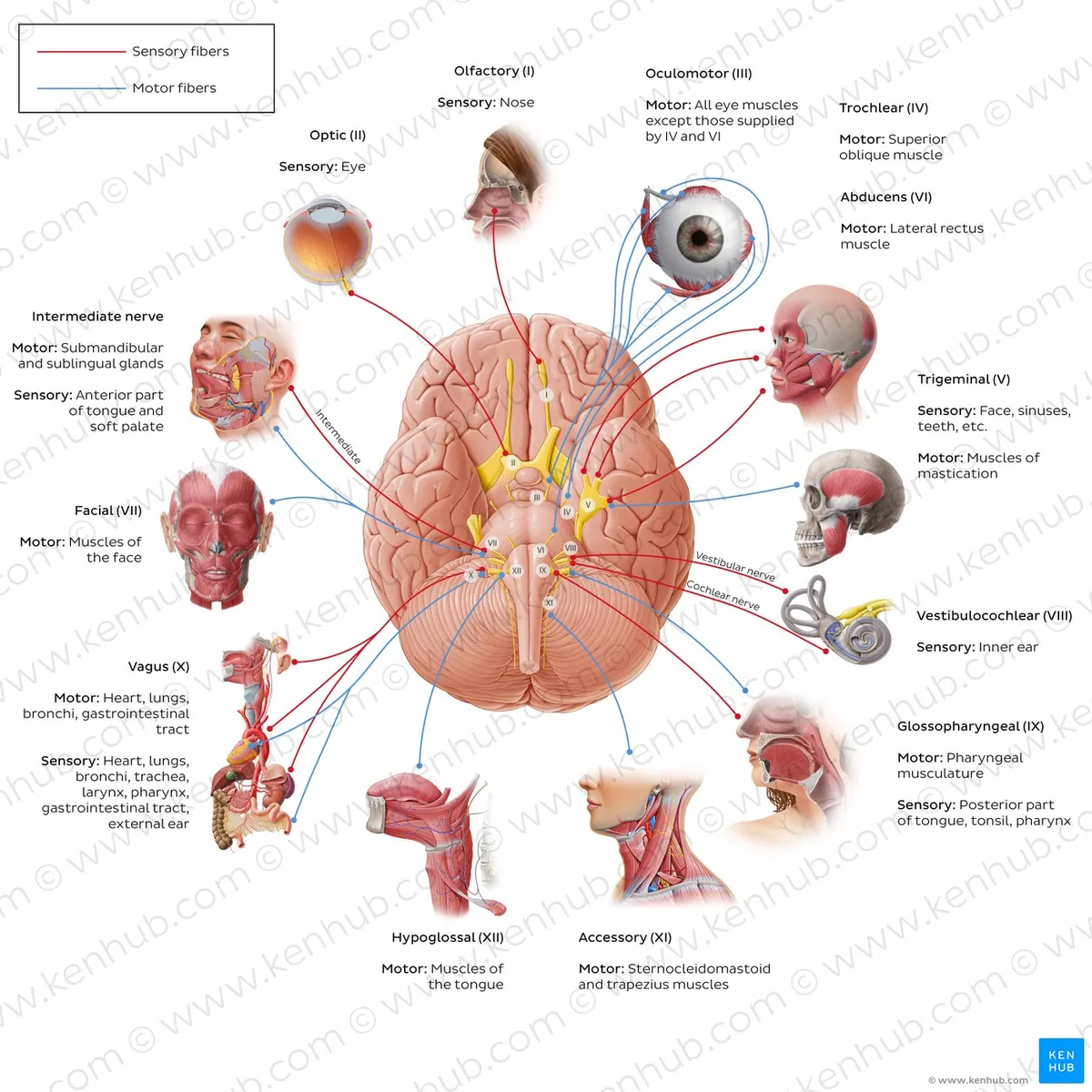 7Q461fZ5lXDeAWOwLQQI0w_12-cranial-nerves-diagram_en